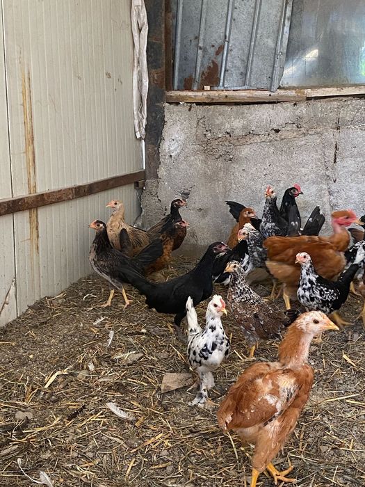 Gaini pitice de vanzare