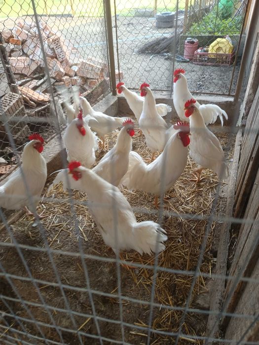 Cocoși tineri de leghorn alb
