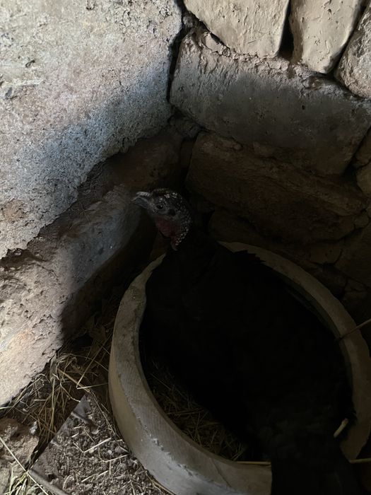 Индюшата ундик балапандары