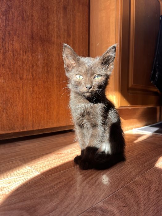 Отдам котят бесплатно!
