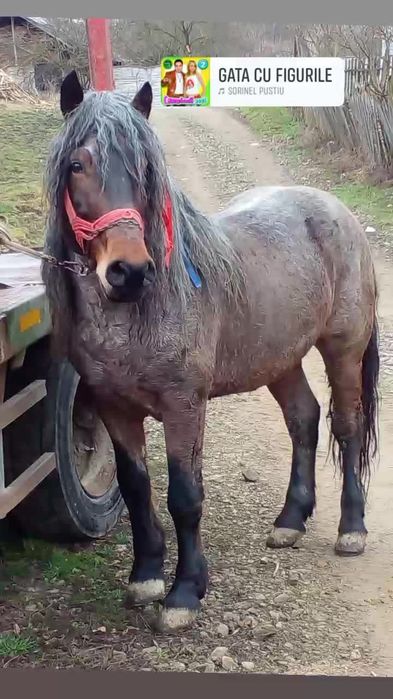 De vanzare sau schimb
