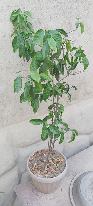 Цветы различных видов