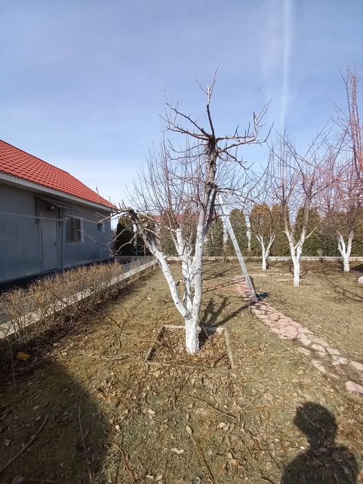 Садовник. Обрезка деревья.