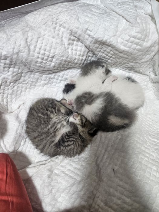 Отдам котят, мальчишки