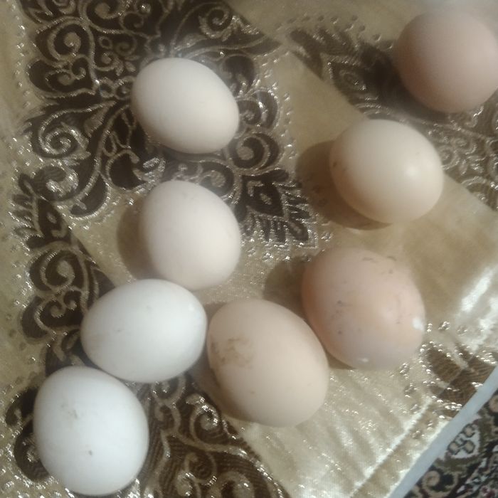 Tuxumi  xonaki sveji