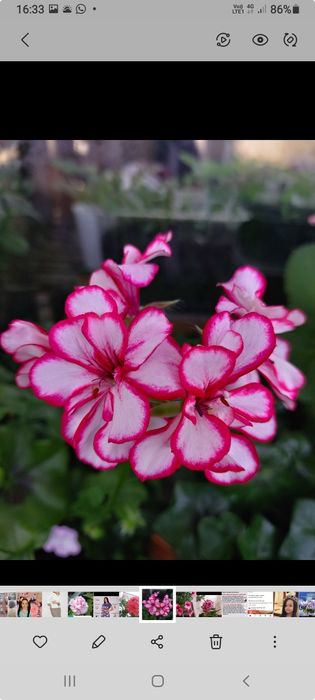 Продам укорененные черенки пеларгонии