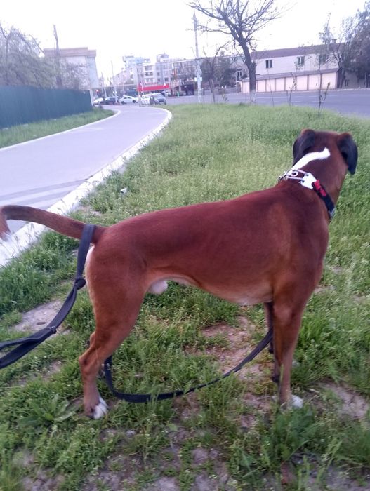 Продаются щенок немецкого боксёра