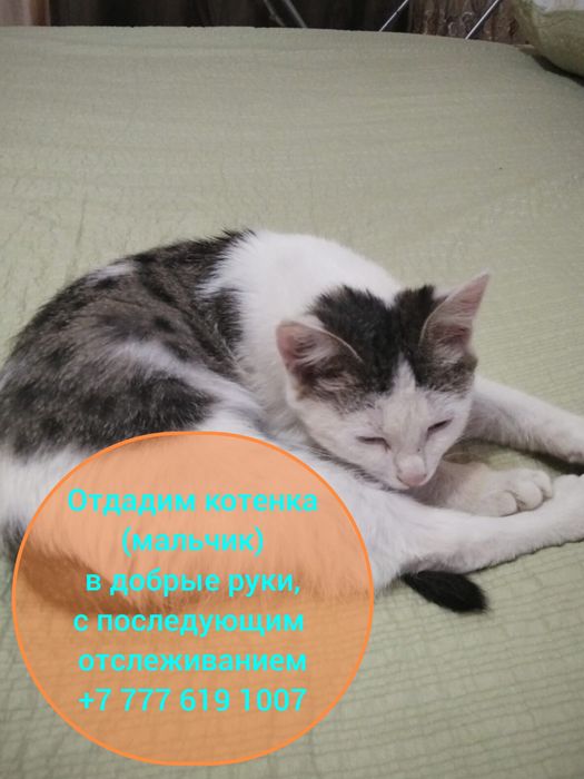 Отдадим котенка в добрые руки
