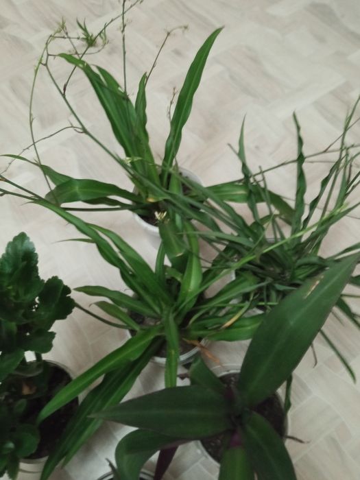 Продаю комнатные цветы