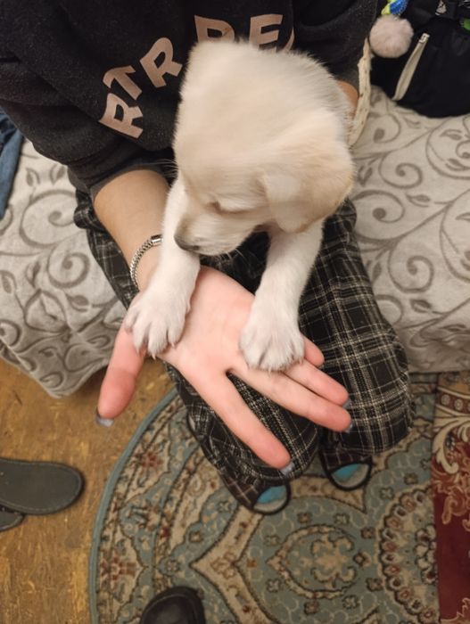 Ищем семью для щенка