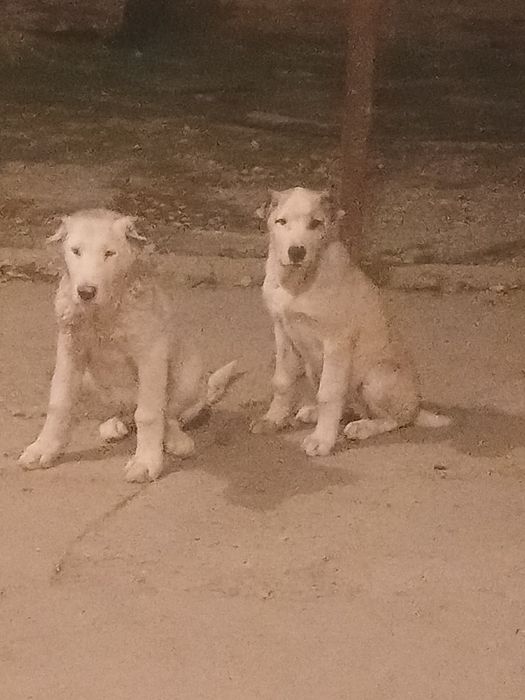 Алабай күшік собака