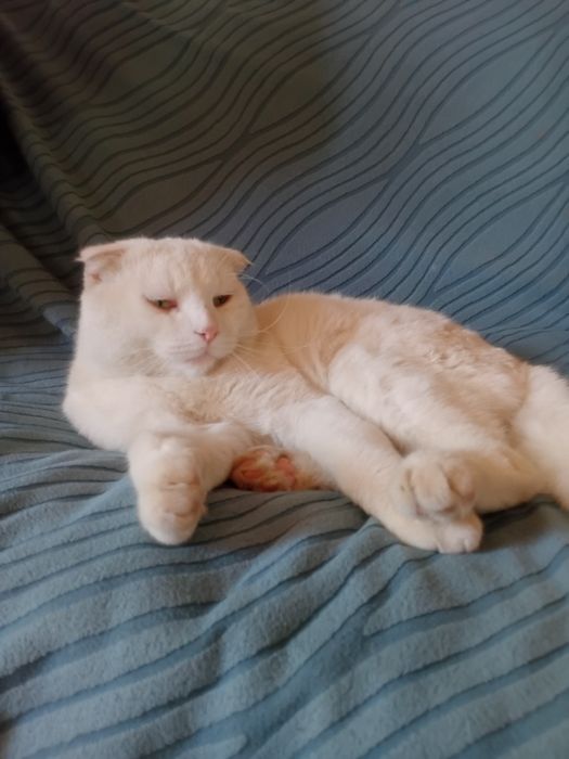Кошшшкккккаааааа