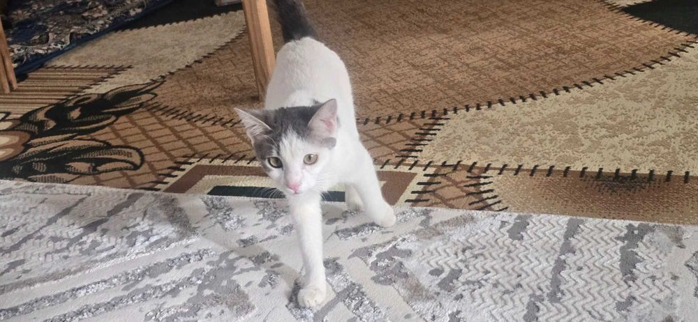 Mushukchalar hadya qilinadi bepul onasi va 4 ta bolachalari