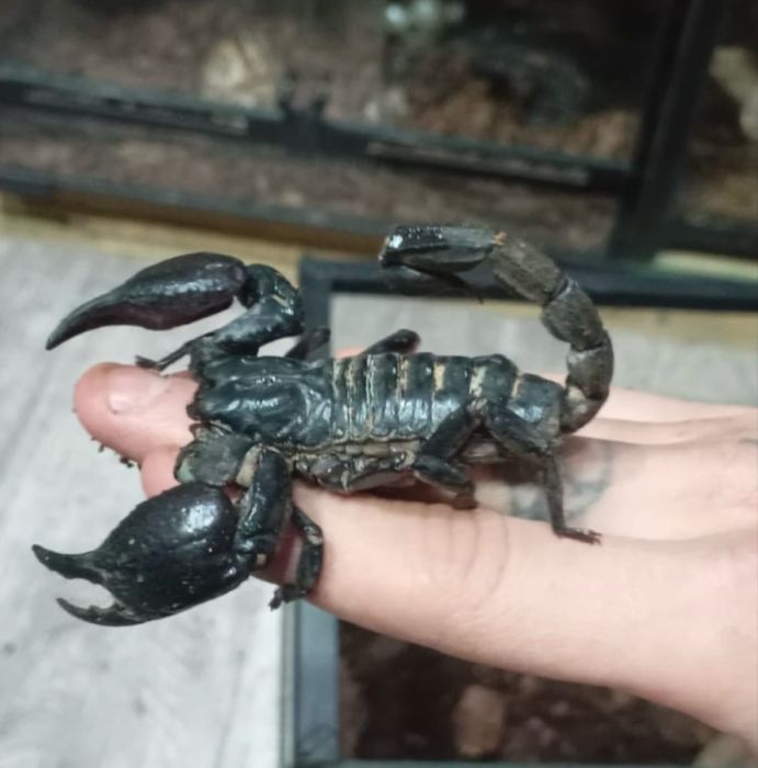 Молодой подрощенный скорпион