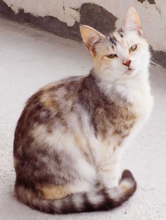 Подаряваме гальовни, умни, котета с хигиенни навици,знаещи имената си