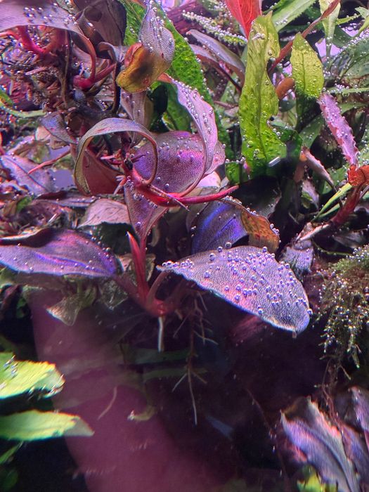 Plante acvariu bucephalandra