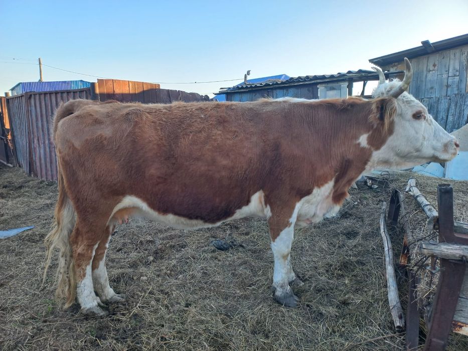 Продам корову на мясо