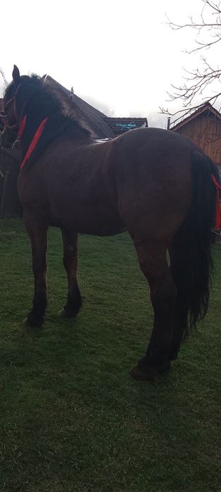 Vând cal castrat foarte cuminte