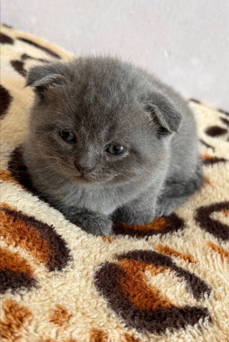 Открыт бронь на элитных котят Чистакровные Скотиш Фолд и Страйты