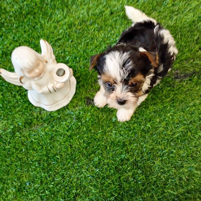 Продам щенка бивера