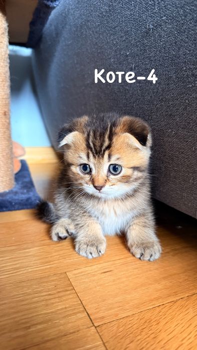 Британски котета