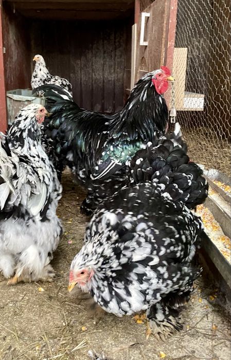 Ouă de vânzare pentru incubator Brahma Porțelan/Bobat și Orpington !