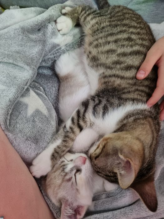 Отдам котят в добрые руки