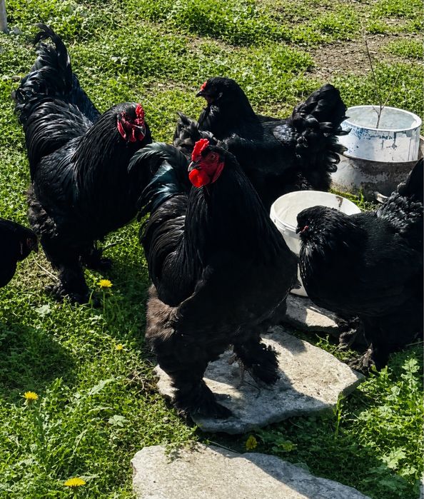 Продам цыплят черной брамы