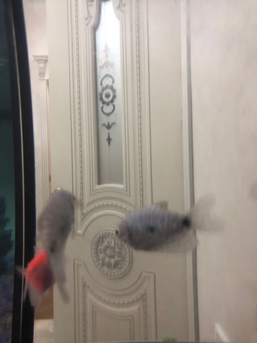 аквариум хорошем состоянии