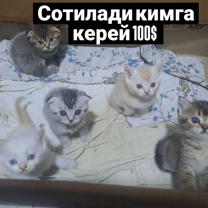 Прадаëтса пародная кошка