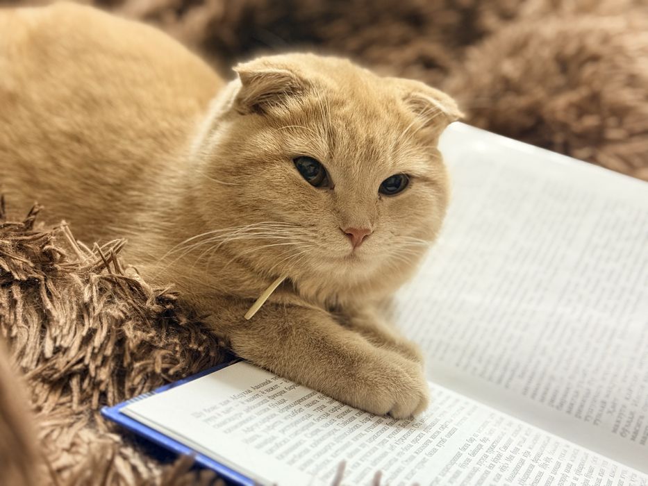 mushuk Кошка девочка СРОЧНО