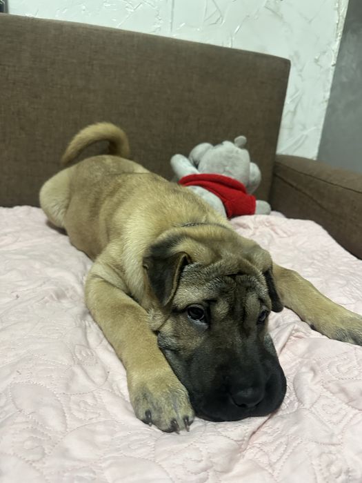 Продам щенка. В хорошие руки