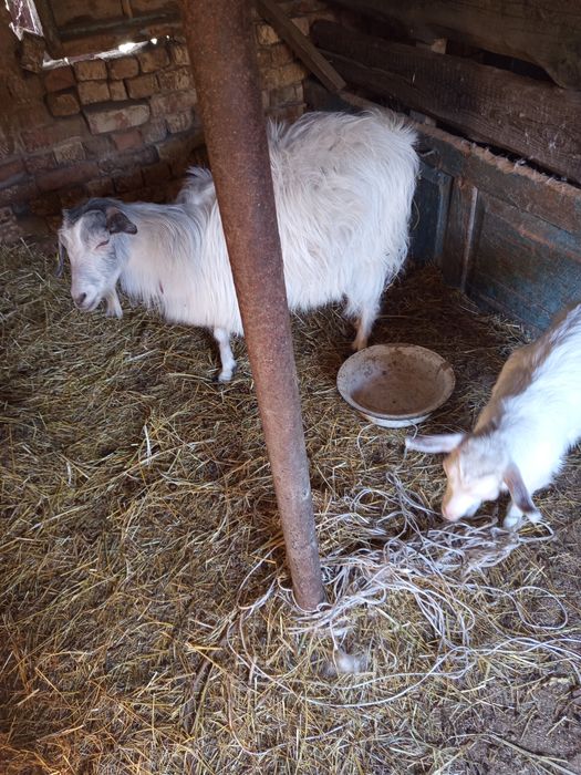 Козы с козлятами