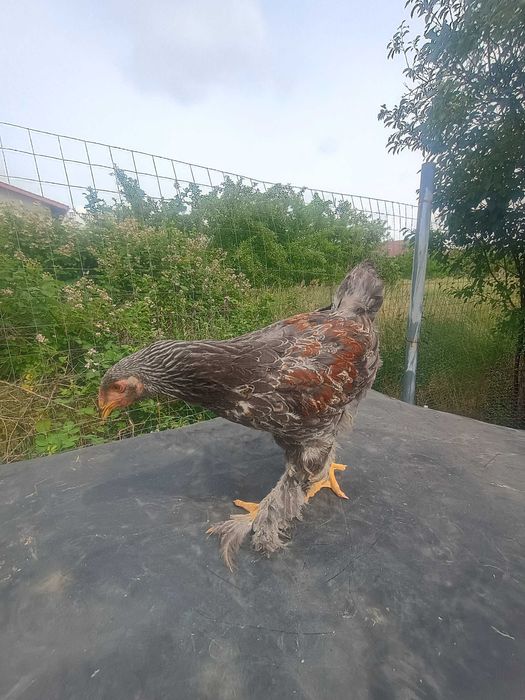 Se vând Cocoșei Brahma  bso