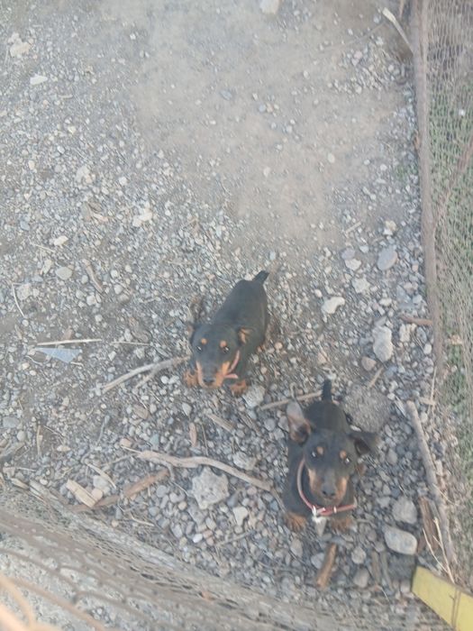 Продам якьтерьер чистокровный