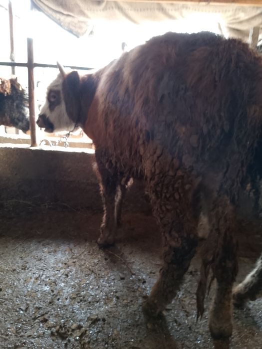 Продается бички аптити хорошо