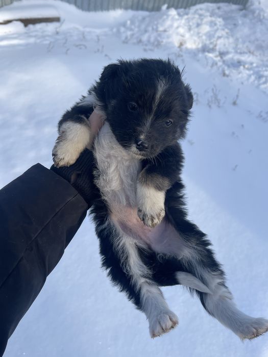 Щенки в добрые руки