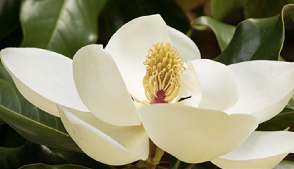 Магнолии 4 сорта карликовые