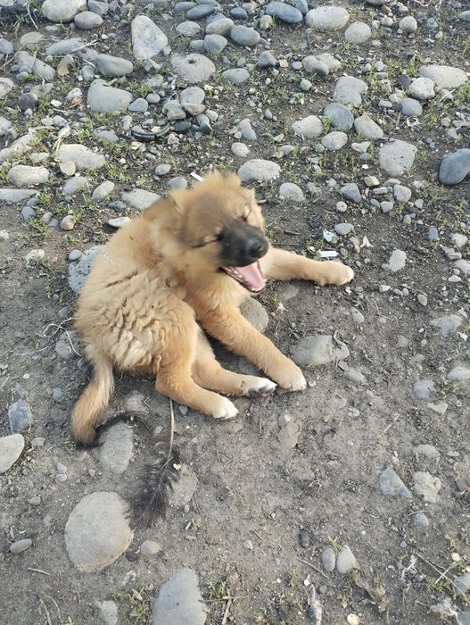 Продам щенков дворняжки