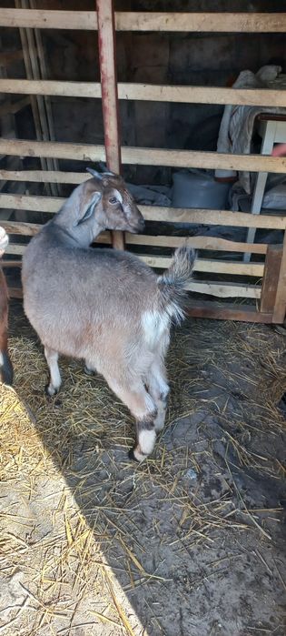 Продам козочку пародистую