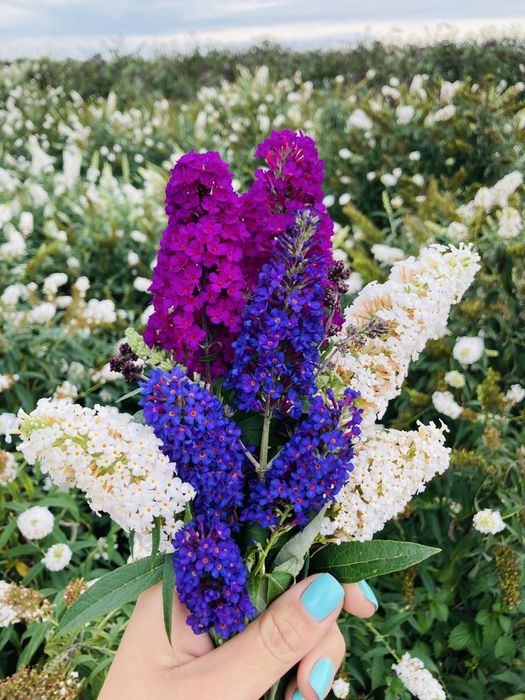 Liliacul de vara - Buddleja Davidii - Arbust ornamental
