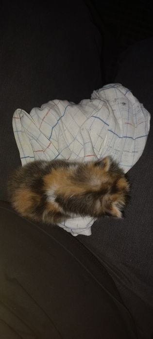 Подарю котёнка, который принесет счастье