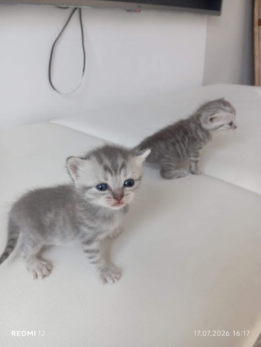 Котята породистый