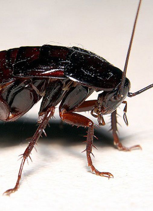 Dezinfeksiya xizmati tarakanga qarshi.