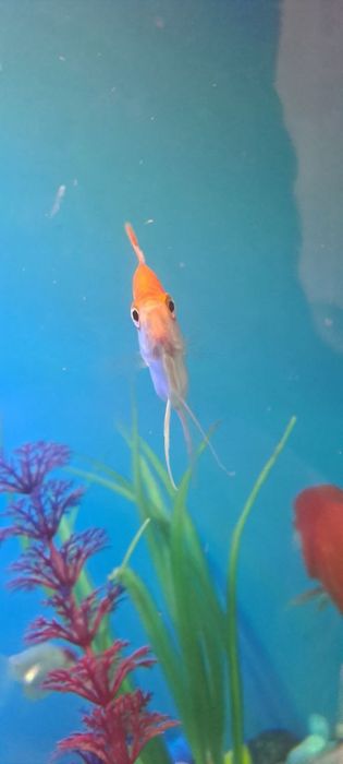 Baliq Skalyariya. 1 ta qolgan Platina rangli