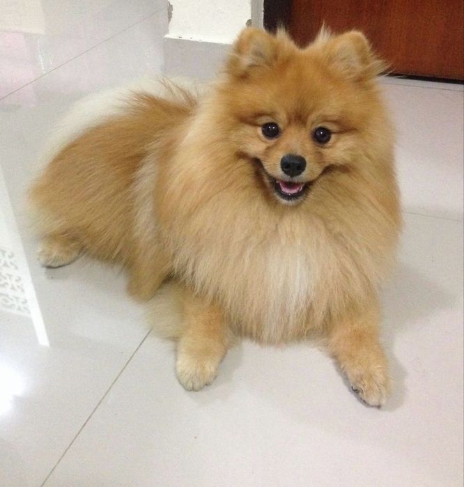 Срочно нужна вязка шпицов