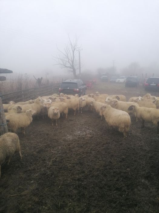 Oii de vânzare 32 de capete