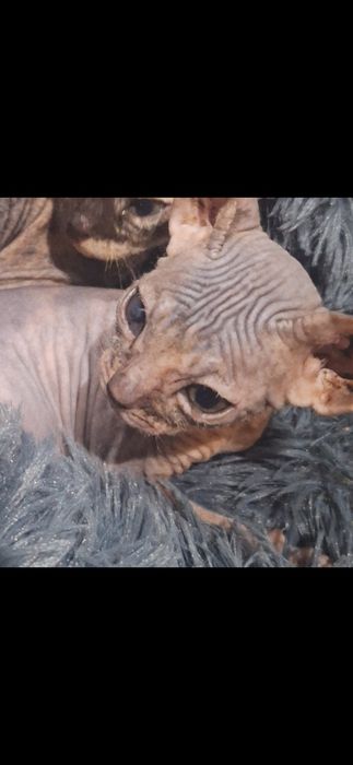 Котёнок сфинкса 3 месяца