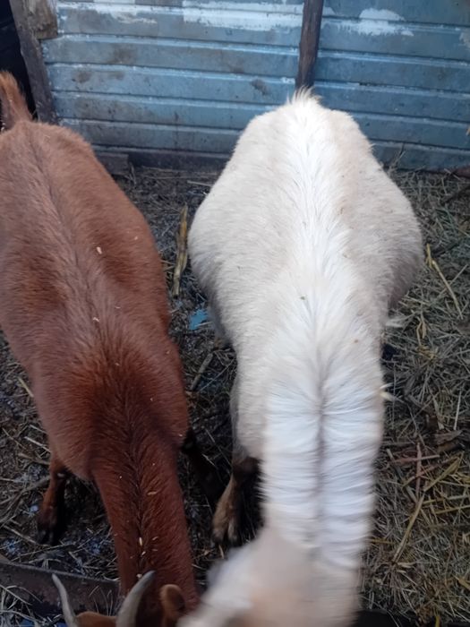 Capra metis sannen fatata