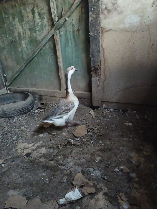 Продам  гусиня .